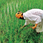 New Face Authentication Feature in PM Kisan App to Help Farmers Update e-KYC